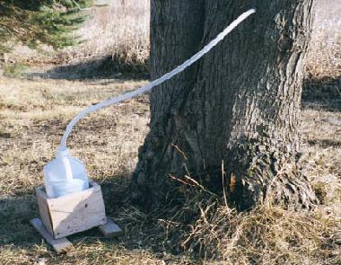 1 Gallon milk jug